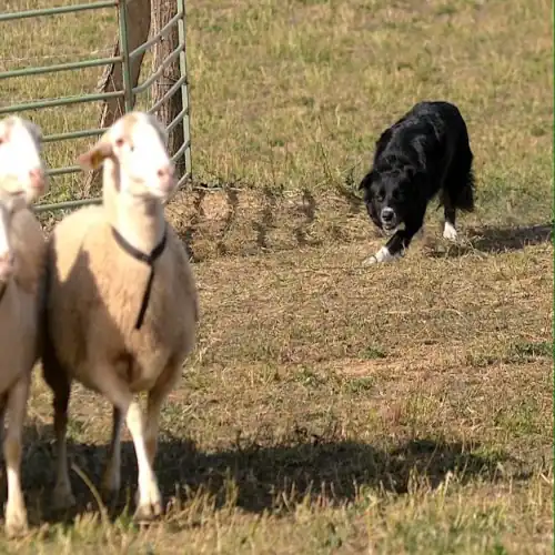 border collie manejando ovejas