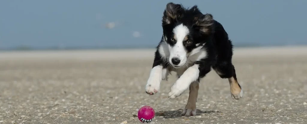 Cachorro de border collie jugando con pelota en la playa