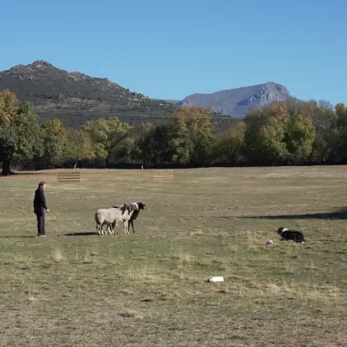 clase de pastoreo en el club de pastoreo Sierra de Guadarrama