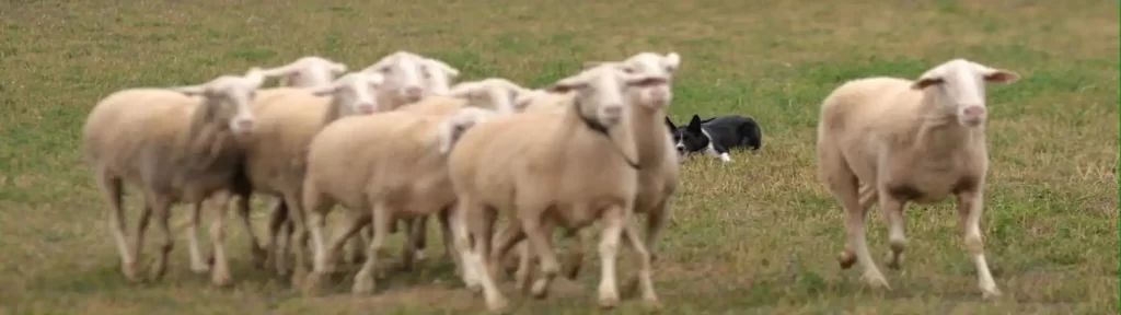 Border Collie llevando ovejas