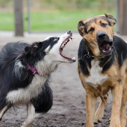 Border Collie intentando morder a otro perro